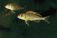 Callochromis pleurospilus, Kigoma