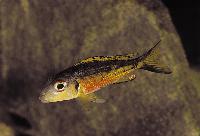 Callochromis melanostigma, Bujumbura