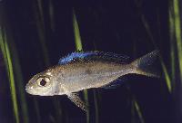 Cardiopharynx schoutedeni, Bujumbura
