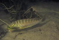 Ctenochromis horei, Kasanga
