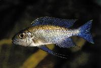 Cunningtonia longiventralis, Cameron Bay