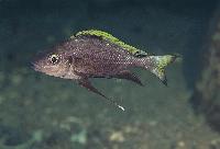 Cunningtonia longiventralis, Kipili