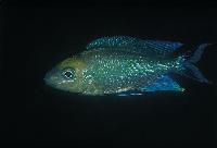 Cyathopharynx furcifer, Mpulungu