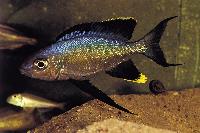 Cyathopharynx foae, Magara
