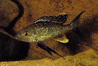 Cyathopharynx foae, Ruziba