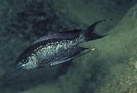 Cyathopharynx foae, Kanoni