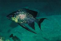Cyathopharynx foae, Sumbu