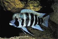 Cyphotilapia frontosa, Kigoma