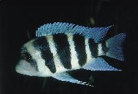 Cyphotilapia frontosa, Chaitica
