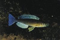 Cyprichromis leptosoma, Kigoma