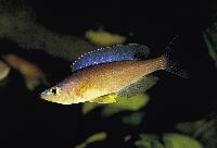 Cyprichromis leptosoma, Karilani