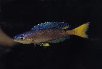 Cyprichromis leptosoma, Malasa