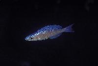 Cyprichromis leptosoma, Kipili