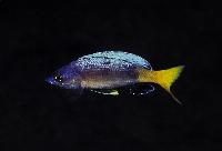 Cyprichromis sp. "leptosoma jumbo", Kitumba