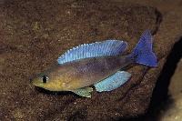 Cyprichromis sp. "leptosoma jumbo", Malasa