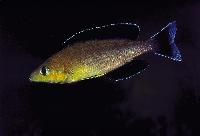 Cyprichromis sp. "leptosoma jumbo", Chaitica