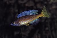 Cyprichromis microlepidotus, Burundi (hane)
