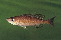 Cyprichromis microlepidotus, Burundi (hona)