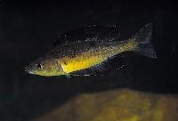 Cyprichromis microlepidotus, Kavalla (hane)