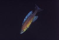 Cyprichromis pavo, Chaitika