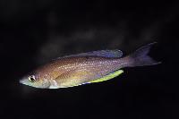 Cyprichromis pavo, Msalaba