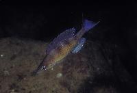 Cyprichromis zonatus