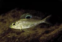 Ectodus sp. "descampsii ndole", Cameron Bay