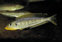 Enantiopus sp. "kilesa", Kavalla