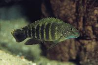 Eretmodus cyanostictus, Ubwari