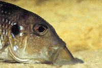 Gnathochromis permaxillaris, Chituta