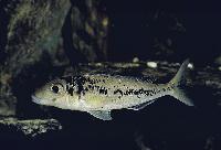 Grammatotria lemairii, Burundi