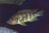Greenwoodochromis christyi, Chituta