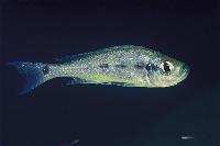 Haplotaxodon microlepis, Kipili
