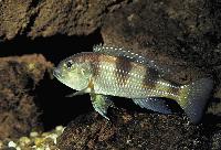 Limnochromis auritus, Burundi