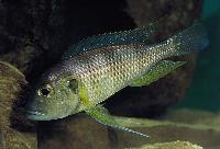 Limnochromis staneri, Burundi