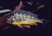 Limnotilapia dardennii, Kipili