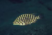 Lobochilotes labiatus, Mtoto