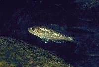 Microdontochromis tenuidentatus, Cameron Bay