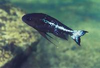 Ophthalmotilapia boops, Nkondwe