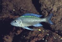 Ophthalmotilapia heterodonta, Kigoma