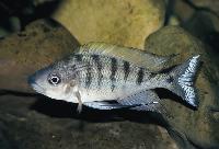 Ophthalmotilapia nasuta, Magara