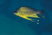 Ophthalmotilapia nasuta, Mtosi