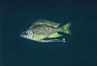 Ophthalmotilapia nasuta, Chimba
