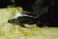 Ophthalmotilapia ventralis, Kabogo