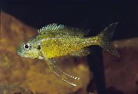 Ophthalmotilapia ventralis, Kapampa