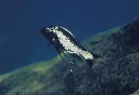 Ophthalmotilapia ventralis, M´toto