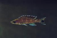 Paracyprichromis brieni, Kitumba (hane)