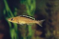 Paracyprichromis brieni, Kitumba (hona)