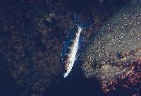 Paracyprichromis brieni, Kapemba