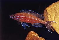 Paracyprichromis nigripinnis, Chituta